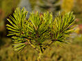 Pinus leucodermis Dolce Dorhe IMG_1822 Sosna bośniacka